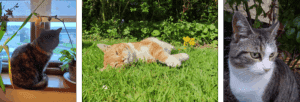 Three cats in different settings: indoors by a window, outdoors relaxing on grass, and a close-up portrait among foliage.
